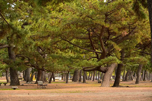 浜寺公園