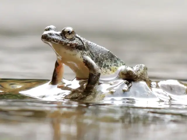 カジカガエル