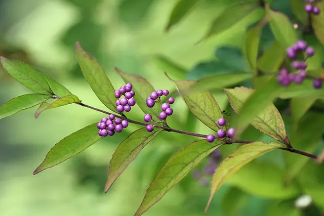 ムラサキシキブ（植物）