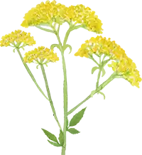女郎花